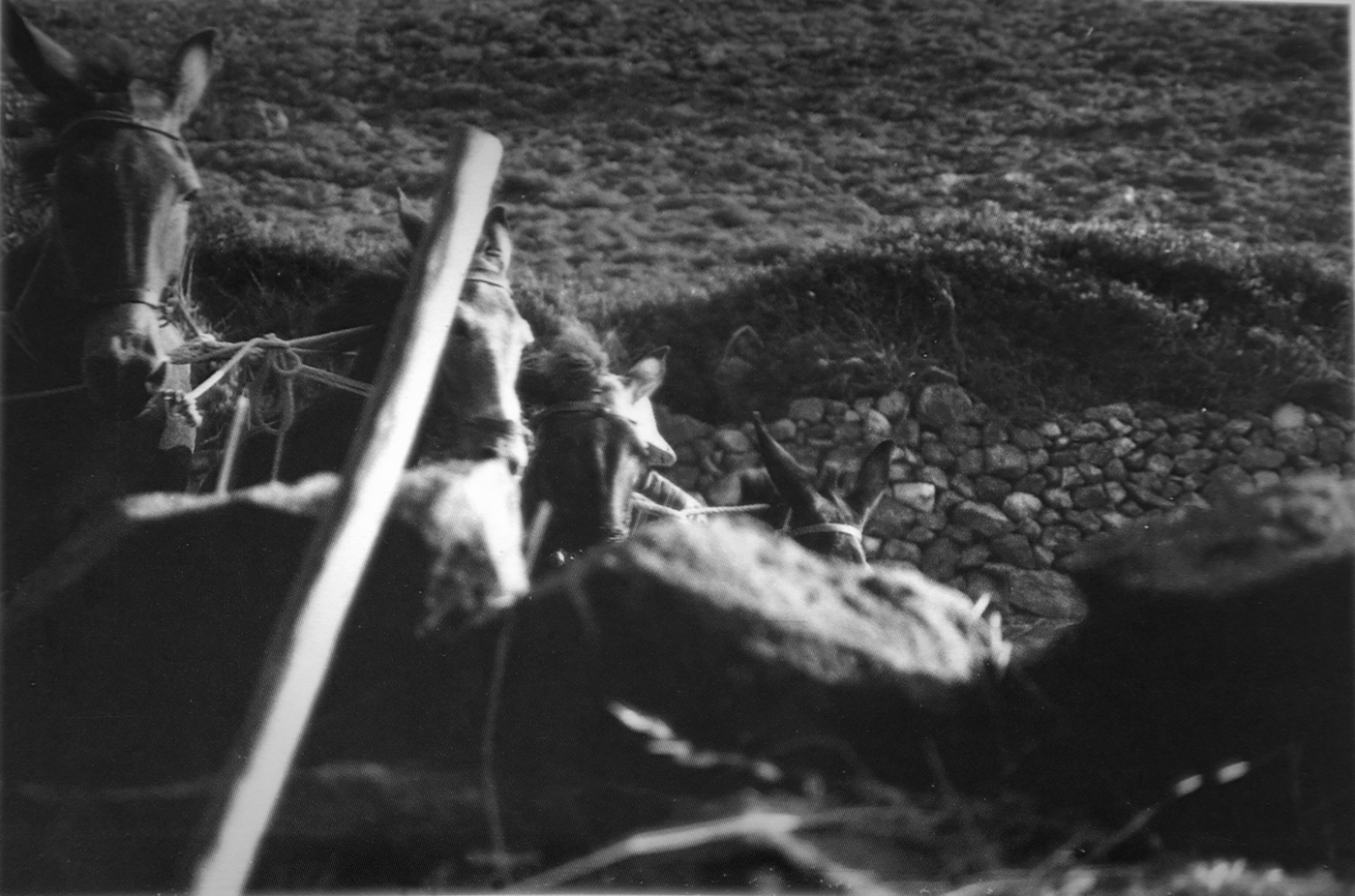 Λουκά Kόνια